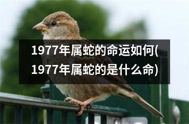 1977年属蛇的命运如何(1977年属蛇的是什么命)