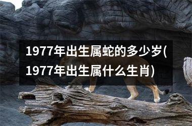 <h3>1977年出生属蛇的多少岁(1977年出生属什么生肖)