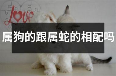 <h3>属狗的跟属蛇的相配吗