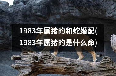 1983年属猪的和蛇婚配(1983年属猪的是什么命)