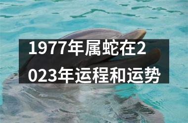 1977年属蛇在2023年运程和运势