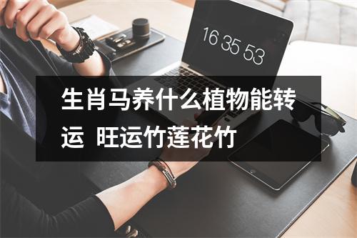 生肖马养什么植物能转运旺运竹莲花竹