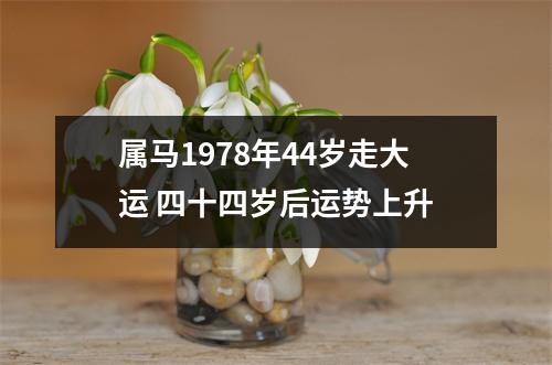 属马1978年44岁走大运四十四岁后运势上升