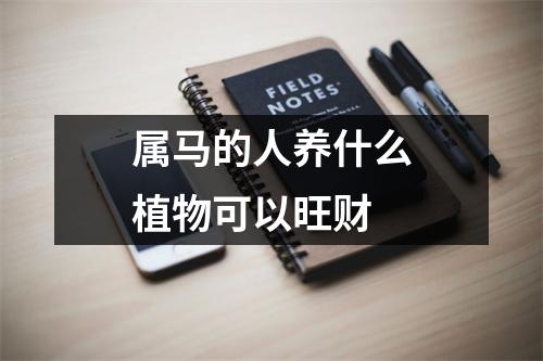 属马的人养什么植物可以旺财