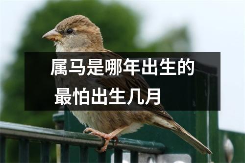 属马是哪年出生的怕出生几月