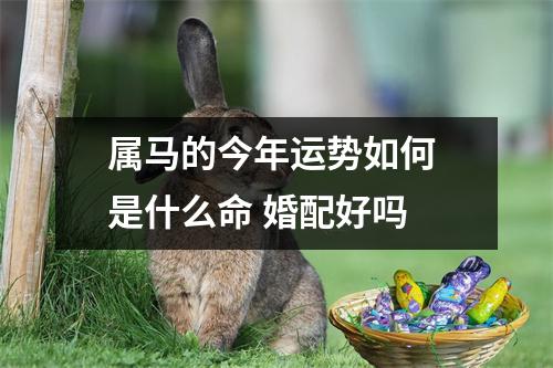 属马的今年运势如何是什么命婚配好吗