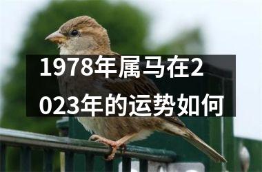 1978年属马在2023年的运势如何