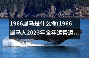 1966属马是什么命(1966属马人2023年全年运势运程男性)