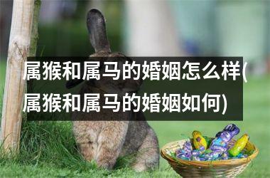 属猴和属马的婚姻怎么样(属猴和属马的婚姻如何)
