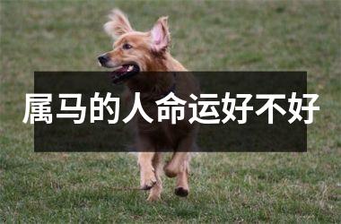 属马的人命运好不好