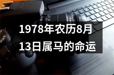 1978年农历8月13日属马的命运