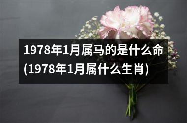 1978年1月属马的是什么命(1978年1月属什么生肖)