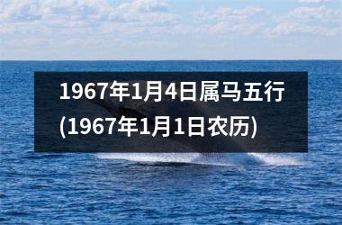 1967年1月4日属马五行(1967年1月1日农历)