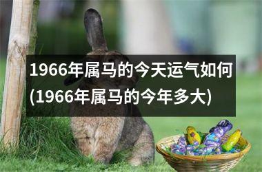 1966年属马的今天运气如何(1966年属马的今年多大)