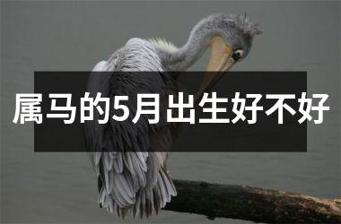 <h3>属马的5月出生好不好