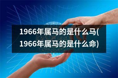 1966年属马的是什么马(1966年属马的是什么命)