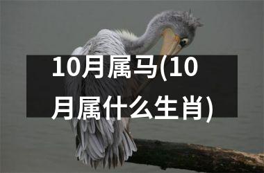 10月属马(10月属什么生肖)