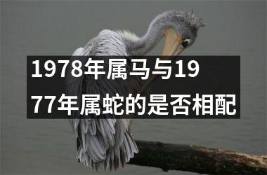 1978年属马与1977年属蛇的是否相配