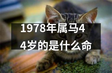 1978年属马44岁的是什么命