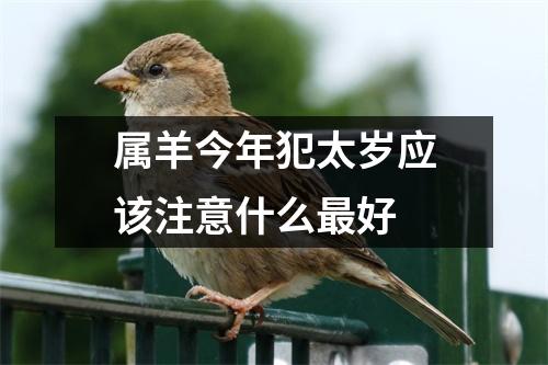 属羊今年犯太岁应该注意什么好