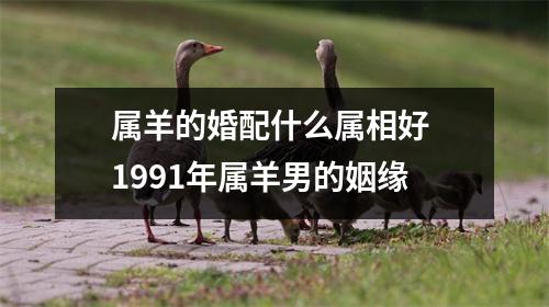 属羊的婚配什么属相好1991年属羊男的姻缘