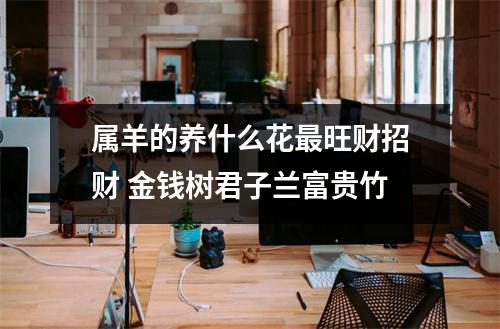 属羊的养什么花旺财招财金钱树君子兰富贵竹