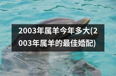 2003年属羊今年多大(2003年属羊的佳婚配)
