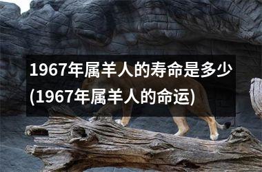 1967年属羊人的寿命是多少(1967年属羊人的命运)
