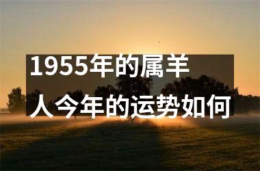 1955年的属羊人今年的运势如何