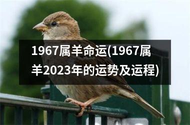 1967属羊命运(1967属羊2023年的运势及运程)