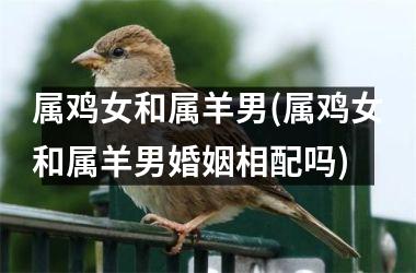 属鸡女和属羊男(属鸡女和属羊男婚姻相配吗)