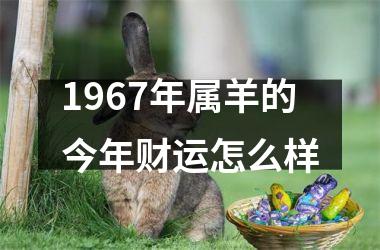 1967年属羊的今年财运怎么样