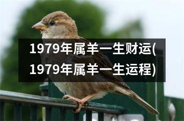 1979年属羊一生财运(1979年属羊一生运程)