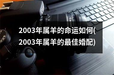 2003年属羊的命运如何(2003年属羊的最佳婚配)
