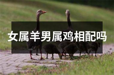 女属羊男属鸡相配吗