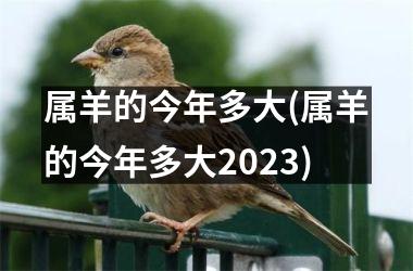 属羊的今年多大(属羊的今年多大2025)