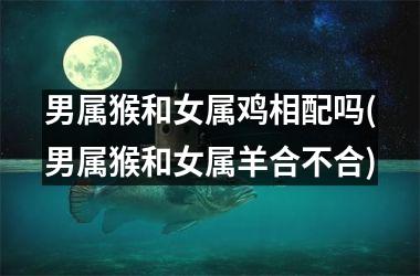 男属猴和女属鸡相配吗(男属猴和女属羊合不合)