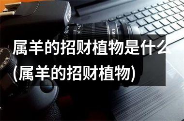 <h3>属羊的招财植物是什么(属羊的招财植物)