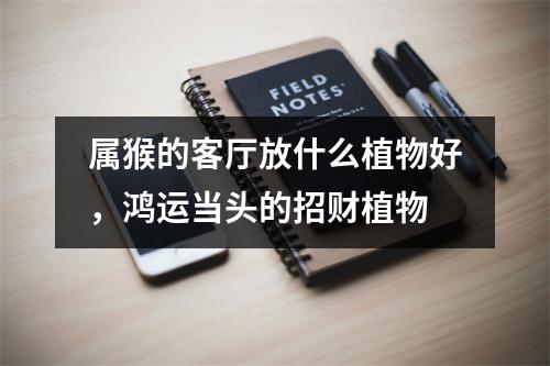 属猴的客厅放什么植物好，鸿运当头的招财植物