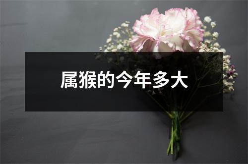 属猴的今年多大