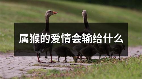 属猴的爱情会输给什么