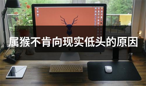 属猴不肯向现实低头的原因