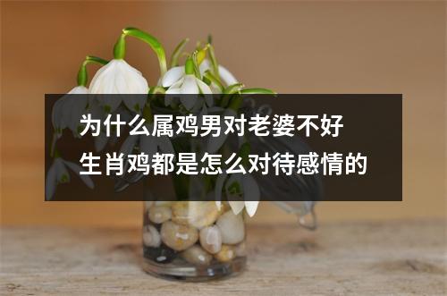 为什么属鸡男对老婆不好生肖鸡都是怎么对待感情的