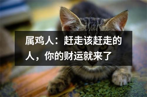 属鸡人：赶走该赶走的人，你的财运就来了