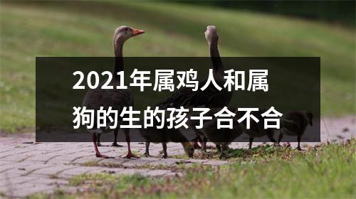 <h3>2025年属鸡人和属狗的生的孩子合不合