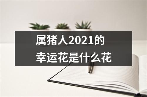 属猪人2025的幸运花是什么花