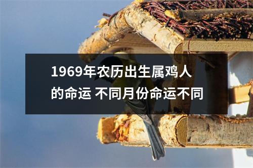 <h3>1969年农历出生属鸡人的命运不同月份命运不同