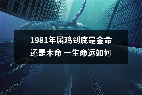1981年属鸡到底是金命还是木命一生命运如何