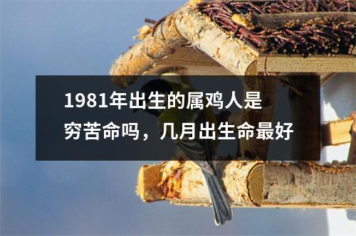 1981年出生的属鸡人是穷苦命吗，几月出生命好