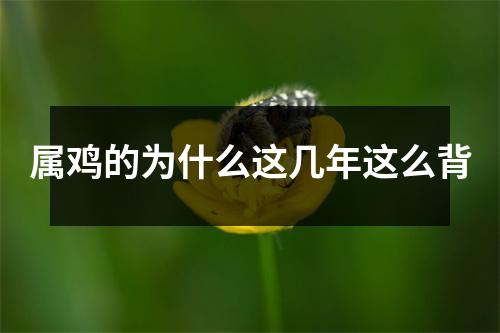 属鸡的为什么这几年这么背
